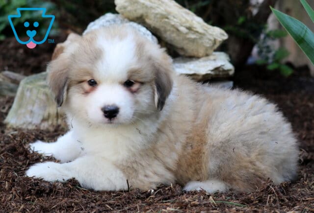 Fluffy Australian Shepherd Mix puppy with a cream and tan coat lying on mulch, looking calmly at the camera with soft, expressive eyes. image