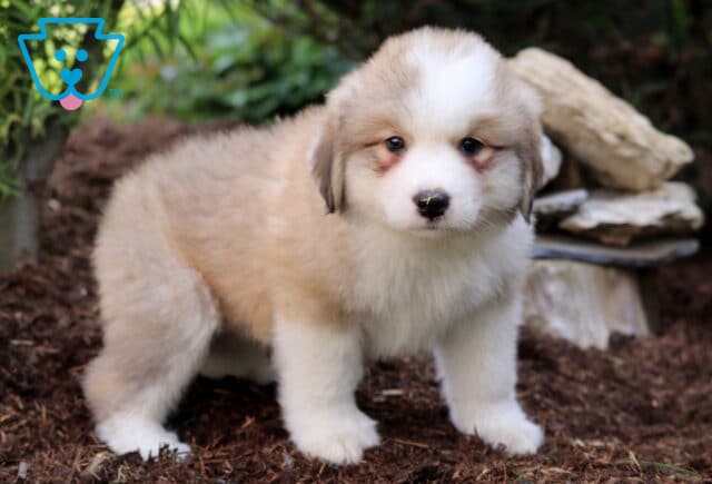 Adorable Australian Shepherd Mix puppy with a soft tan and white coat, standing alertly on mulch near greenery and stacked stones. image