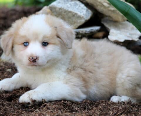Marie Australian Shepherd Mix