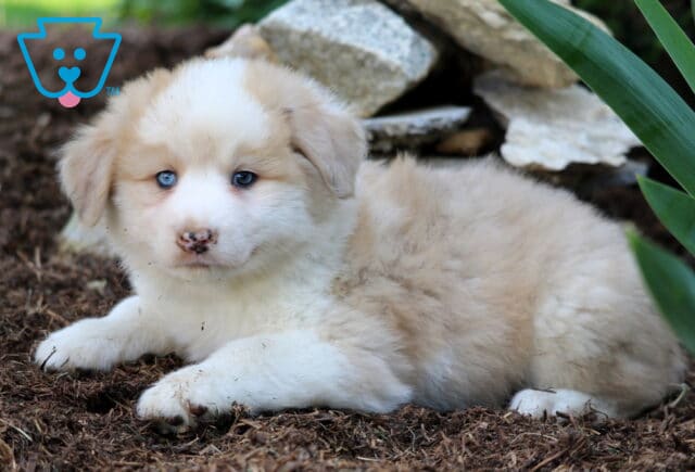 Cream and white Australian Shepherd Mix puppy with striking blue eyes and a speckled nose lying on mulch beside stacked rocks and green leaves. image