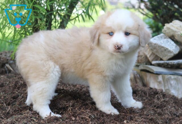 Fluffy cream and white Australian Shepherd Mix puppy with bright blue eyes and a speckled nose standing on mulch beside stacked stones and green bushes. image