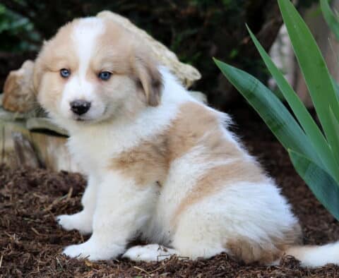Marlow Australian Shepherd Mix