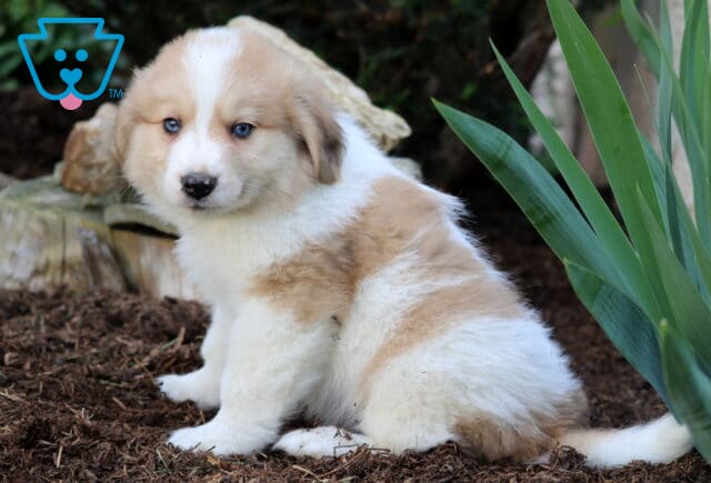 Australian Shepherd Mix puppy with a soft cream and white coat and blue eyes, sitting on mulch beside tall green plants and looking over its shoulder. image