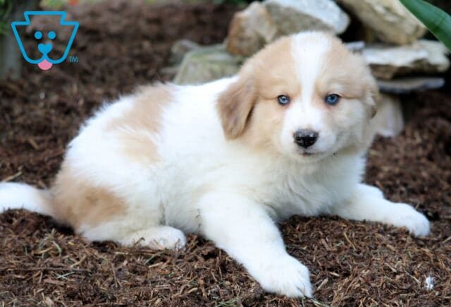 Cream and white Australian Shepherd Mix puppy with striking blue eyes, lying on a bed of mulch with a pile of rocks and greenery in the background. image