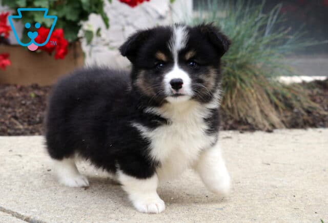 Fluffy tricolor Welsh Corgi Mix puppy with a white chest and blaze on its face standing on a sidewalk, with red flowers and ornamental grass in the background. image