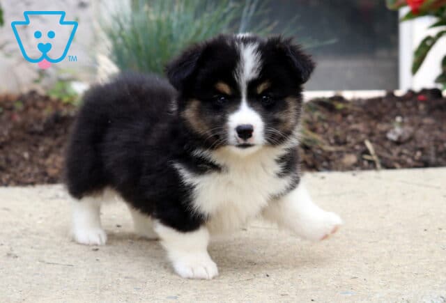 Adorable tricolor Welsh Corgi Mix puppy mid-step on a sidewalk, with a fluffy black coat, white chest, and tan markings, standing near a garden with ornamental grass and red flowers. image