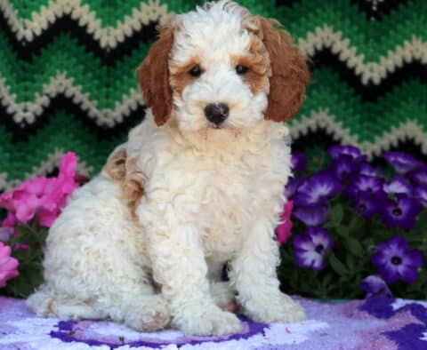 Marshmellow Mini Goldendoodle