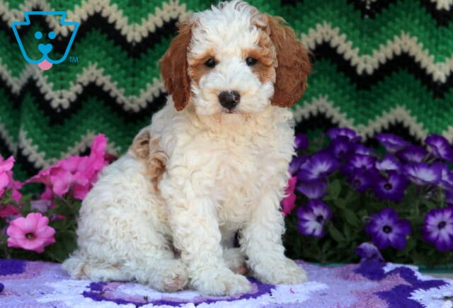Curly-coated Mini Goldendoodle puppy with a cream-colored body and rich apricot patches on the ears and face, sitting sweetly on a purple blanket with pink and purple flowers and a green zigzag backdrop. image