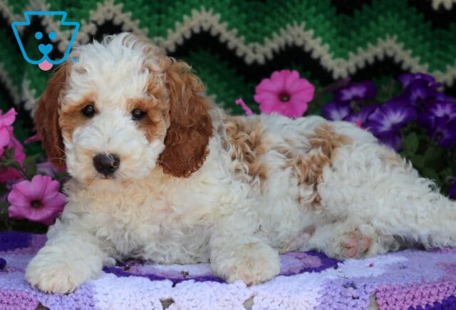Cream-colored Mini Goldendoodle puppy with apricot patches and curly fur, lying comfortably on a purple crocheted blanket with a background of pink and purple flowers and a green zigzag-patterned fabric. image