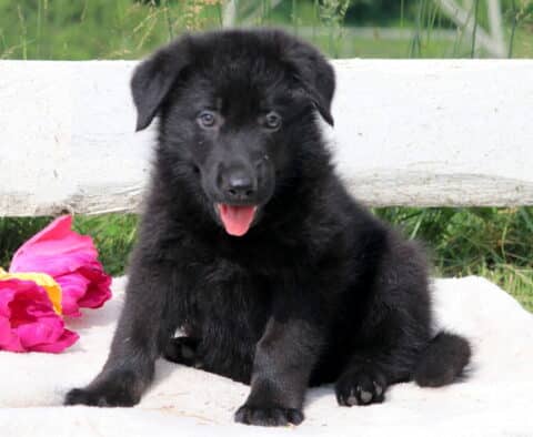 Playful German Shepherd puppy sitting on a soft surface, looking up with a bright expression and perky ears.