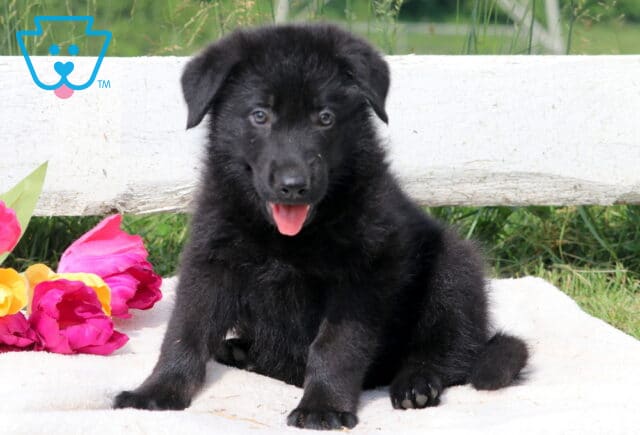 Playful German Shepherd puppy sitting on a soft surface, looking up with a bright expression and perky ears. image