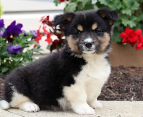 Mason Corgi Mix