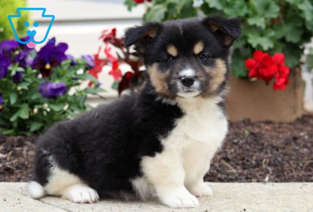 Fluffy black, tan, and white Welsh Corgi Mix puppy sitting on a sidewalk in front of red geraniums and purple pansies, looking directly at the camera. image