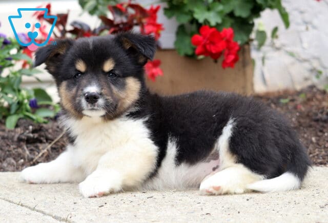 Tricolor Welsh Corgi Mix puppy lying down on a sidewalk with a fluffy black coat and tan accents, surrounded by blooming red and purple flowers. image