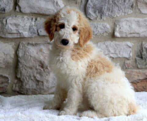 Max Mini Bernedoodle