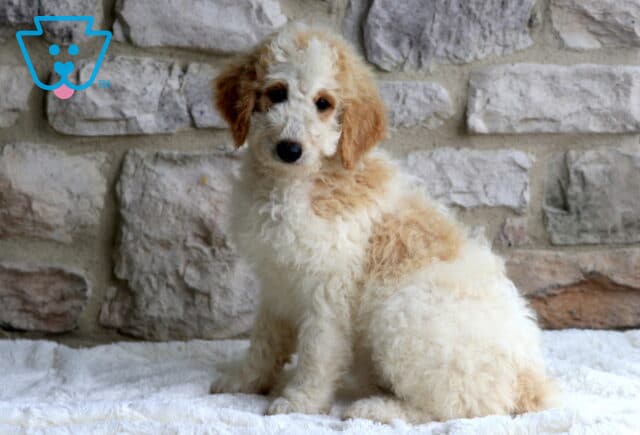 Mini Bernedoodle puppy with a fluffy cream and apricot coat and dark expressive eyes, sitting on a white blanket in front of a textured stone wall. image