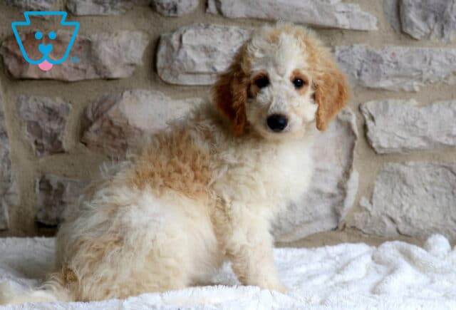 Mini Bernedoodle puppy with a fluffy cream coat and light apricot markings on the ears and back, sitting on a white blanket in front of a stone wall and looking gently at the camera. image