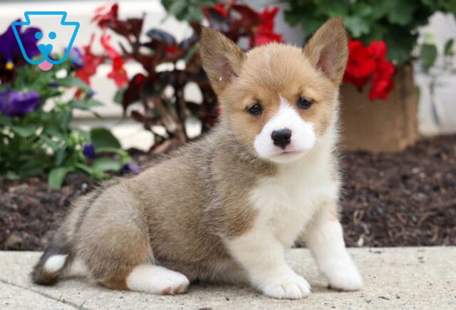 Adorable Welsh Corgi Mix puppy sitting on a sidewalk with upright ears and a soft tan and white coat, posing sweetly in front of colorful garden flowers. image