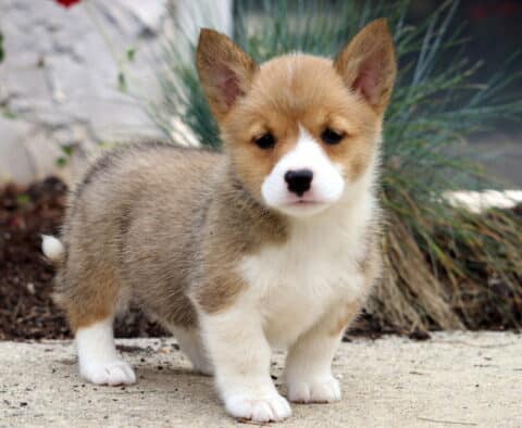 Maxy Corgi Mix2