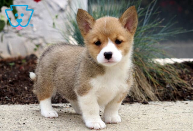 Curious Welsh Corgi Mix puppy standing on a sidewalk with upright ears, tan and white fur, and a sweet expression, with greenery and red flowers in the background. image