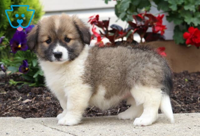 Fluffy brown and white Welsh Corgi Mix puppy standing on a sidewalk, with a soft expression and a garden of red and purple flowers in the background. image