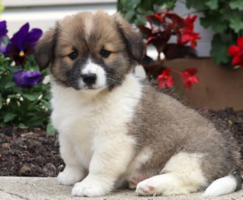 Mckenzie Corgi Mix2