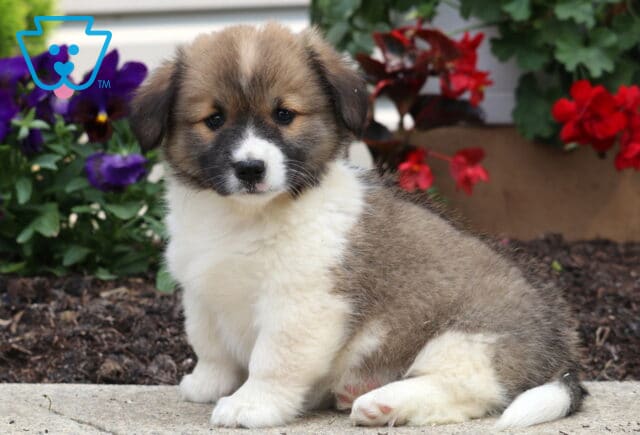Fluffy brown and white Welsh Corgi Mix puppy sitting on a sidewalk with a gentle expression, surrounded by colorful red and purple flowers in full bloom. image