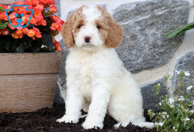 Mckenzie Mini Goldendoodle image