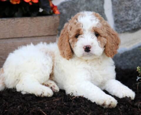 Mckenzie Mini Goldendoodle2