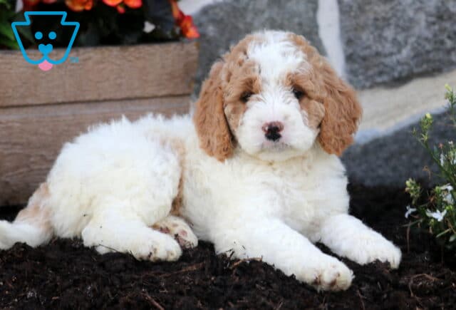 Mckenzie Mini Goldendoodle2 image