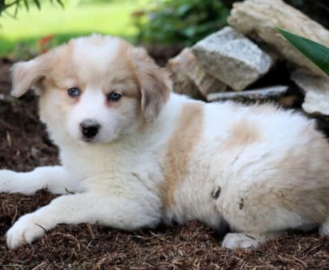 Meadow Australian Shepherd Mix