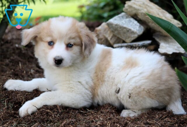 Cream and white Australian Shepherd Mix puppy with piercing blue eyes lying on mulch near a stack of stones and green plants. image