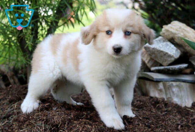 Fluffy cream and white Australian Shepherd Mix puppy with striking blue eyes standing on mulch near a stone border and green shrubbery. image