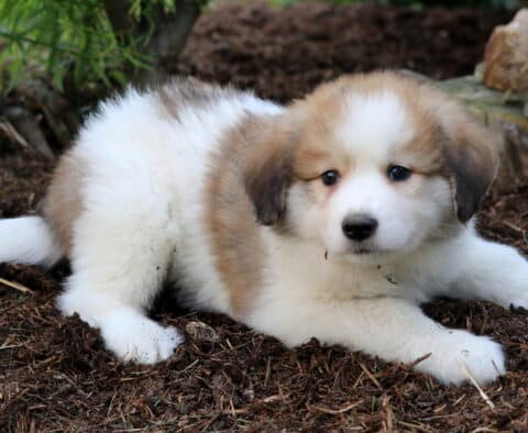 Meatball Australian Shepherd Mix