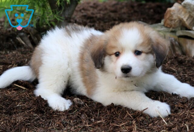 Adorable Australian Shepherd Mix puppy with a fluffy white and tan coat, resting in a mulch bed near stones and greenery, looking alert with soft eyes. image