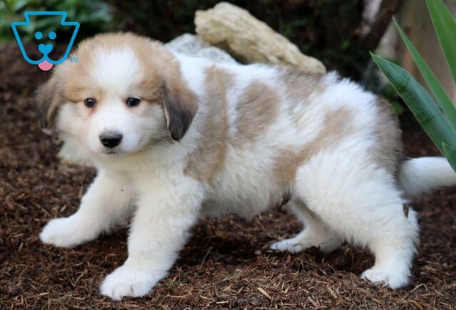Fluffy Australian Shepherd Mix puppy with a white coat and tan patches, standing alert on a bed of mulch with greenery and stacked rocks in the background. image
