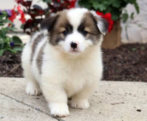 Meatball Corgi Mix