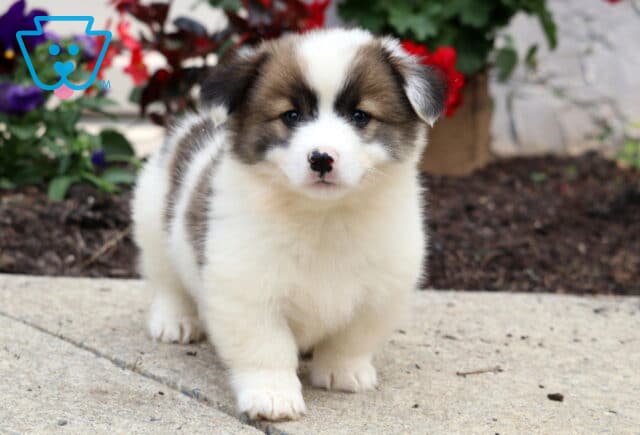 Fluffy Welsh Corgi Mix puppy with cream and brown markings standing on a sidewalk, looking into the camera with a curious expression and flowers in the background. image