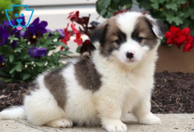 Adorable Welsh Corgi Mix puppy sitting on a sidewalk with a fluffy white coat and brown patches, framed by blooming red and purple flowers in the background. image