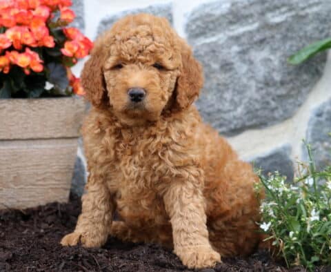 Michael Mini Goldendoodle