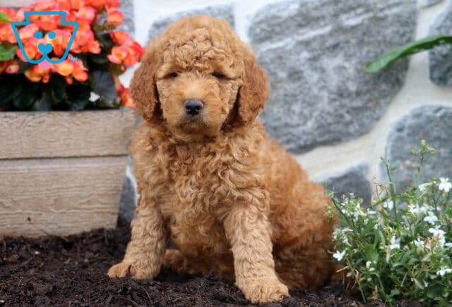 Michael Mini Goldendoodle image