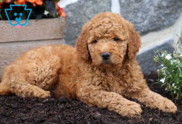 Michael Mini Goldendoodle2 image