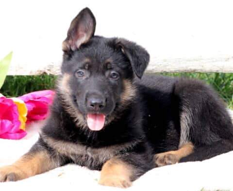 Cuddly German Shepherd puppy lying down with its head tilted slightly, looking up with soft, endearing eyes.