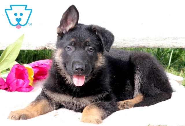 Cuddly German Shepherd puppy lying down with its head tilted slightly, looking up with soft, endearing eyes. image