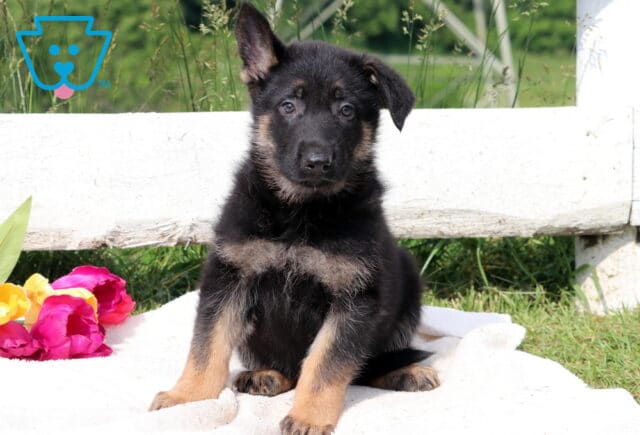 Alert German Shepherd puppy sitting upright on a cozy blanket, with bright eyes and ears perked forward, full of curiosity. image