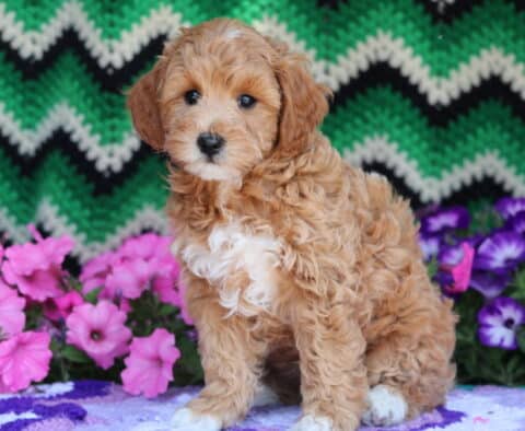 Milky Way Mini Goldendoodle