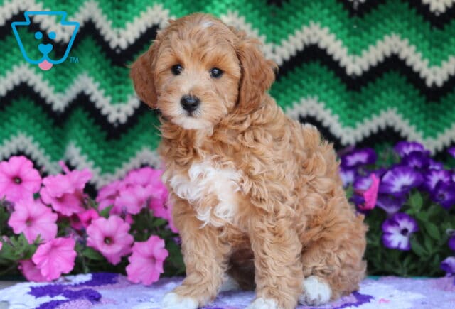 Adorable Mini Goldendoodle puppy with a soft, curly apricot coat and white markings on the chest and paws, sitting in front of a green and black zigzag blanket with pink and purple flowers around. image