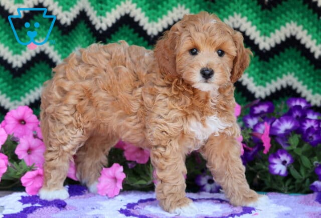Fluffy Mini Goldendoodle puppy with a curly apricot coat and white markings on the chest and paws, standing confidently on a purple and white blanket with colorful flowers and a green zigzag backdrop. image