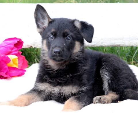 Sweet German Shepherd puppy sitting on a blanket with a calm expression, looking up with warm, trusting eyes.