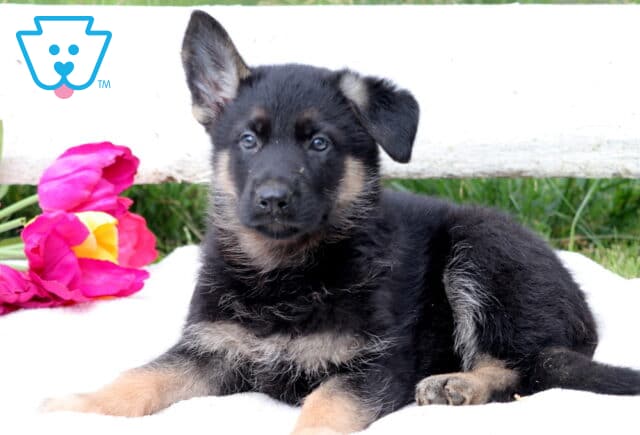 Sweet German Shepherd puppy sitting on a blanket with a calm expression, looking up with warm, trusting eyes. image